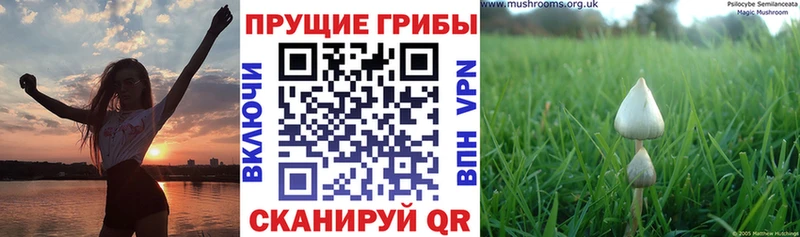 Галлюциногенные грибы Magic Shrooms  Сурск 